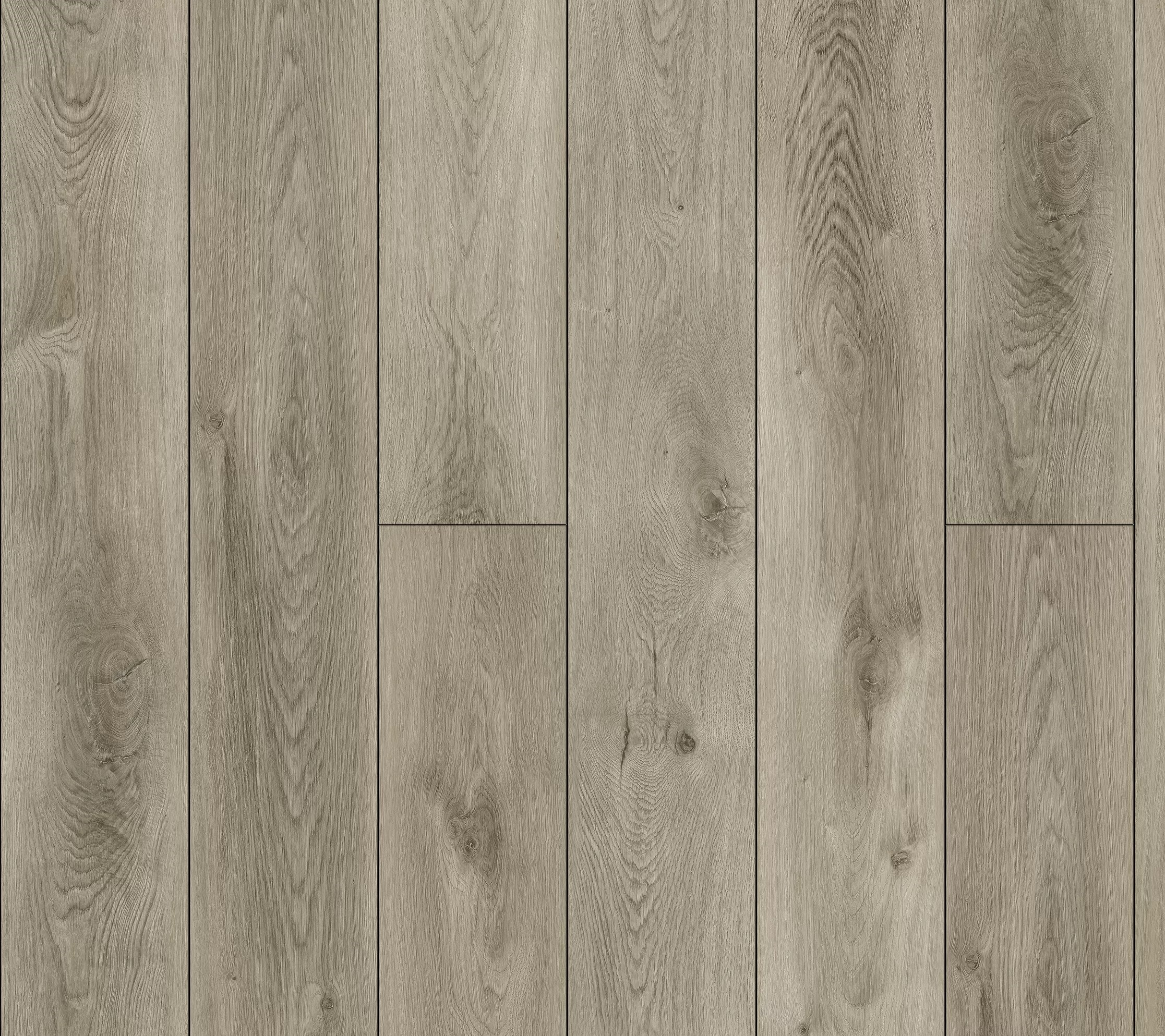 Дуб северный греш CSPC20296