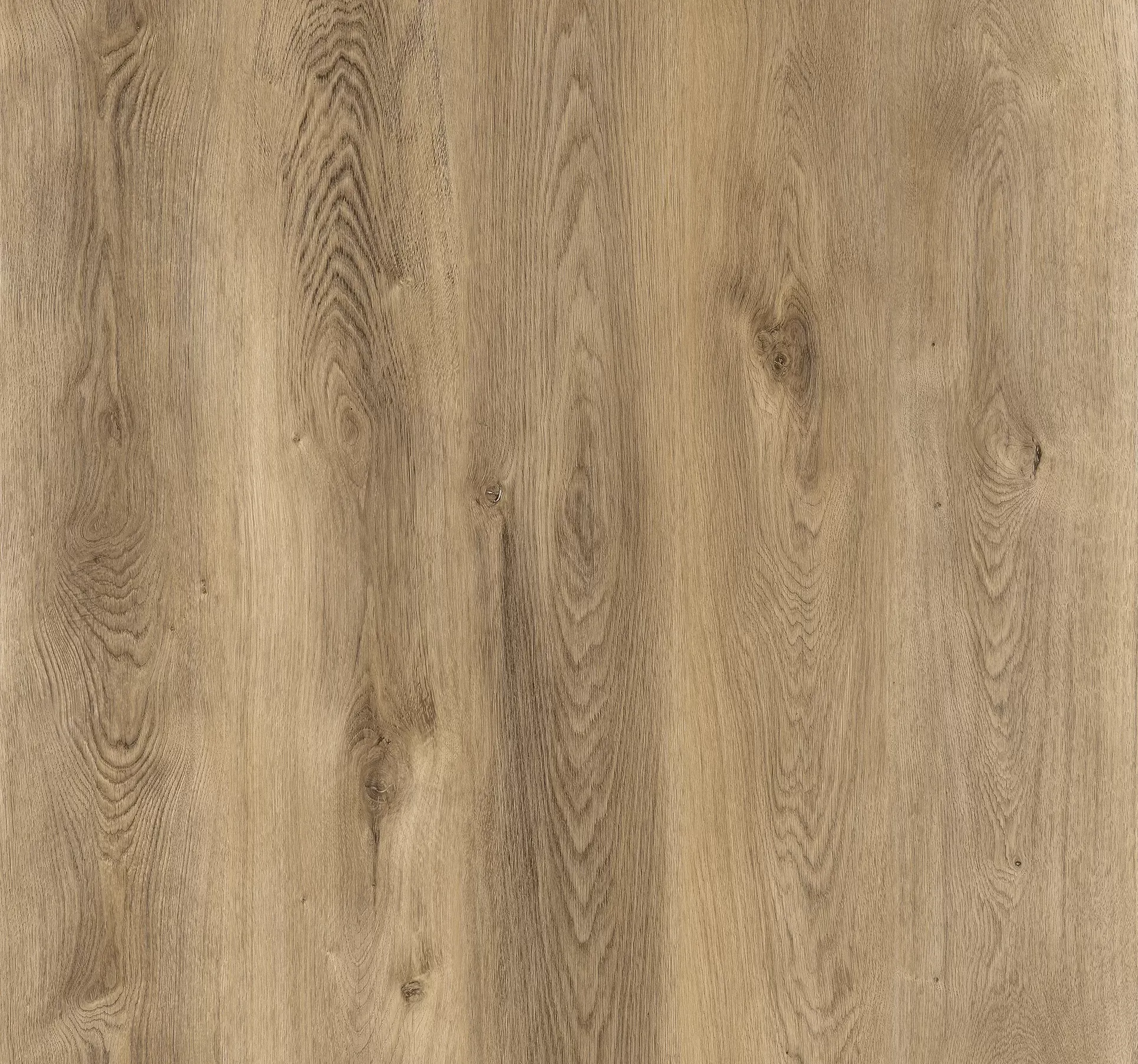 Дуб северный коричневый CSPC20299